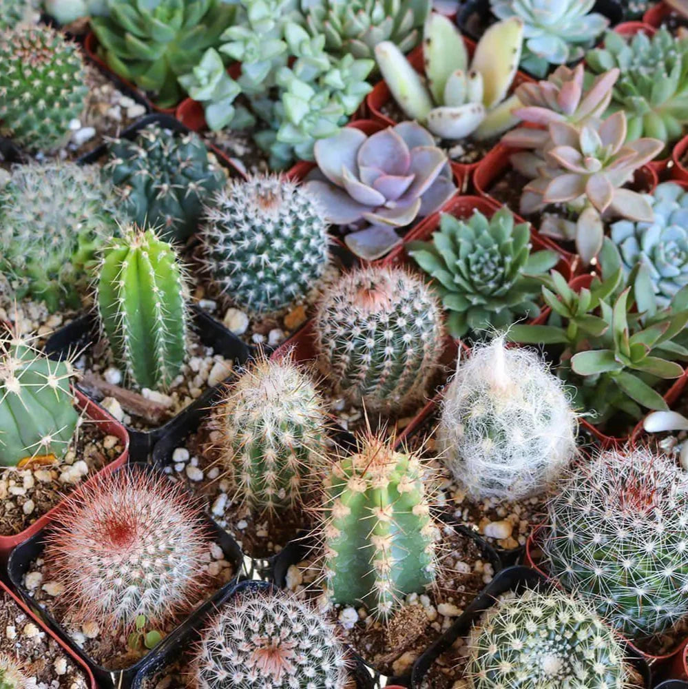 Cactus & Succulent Soilless Potting Mix