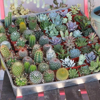 cactus and succulent plant mall Cactus & Succulent Soilless Mix – Fast-Draining Soil for Healthy Roots