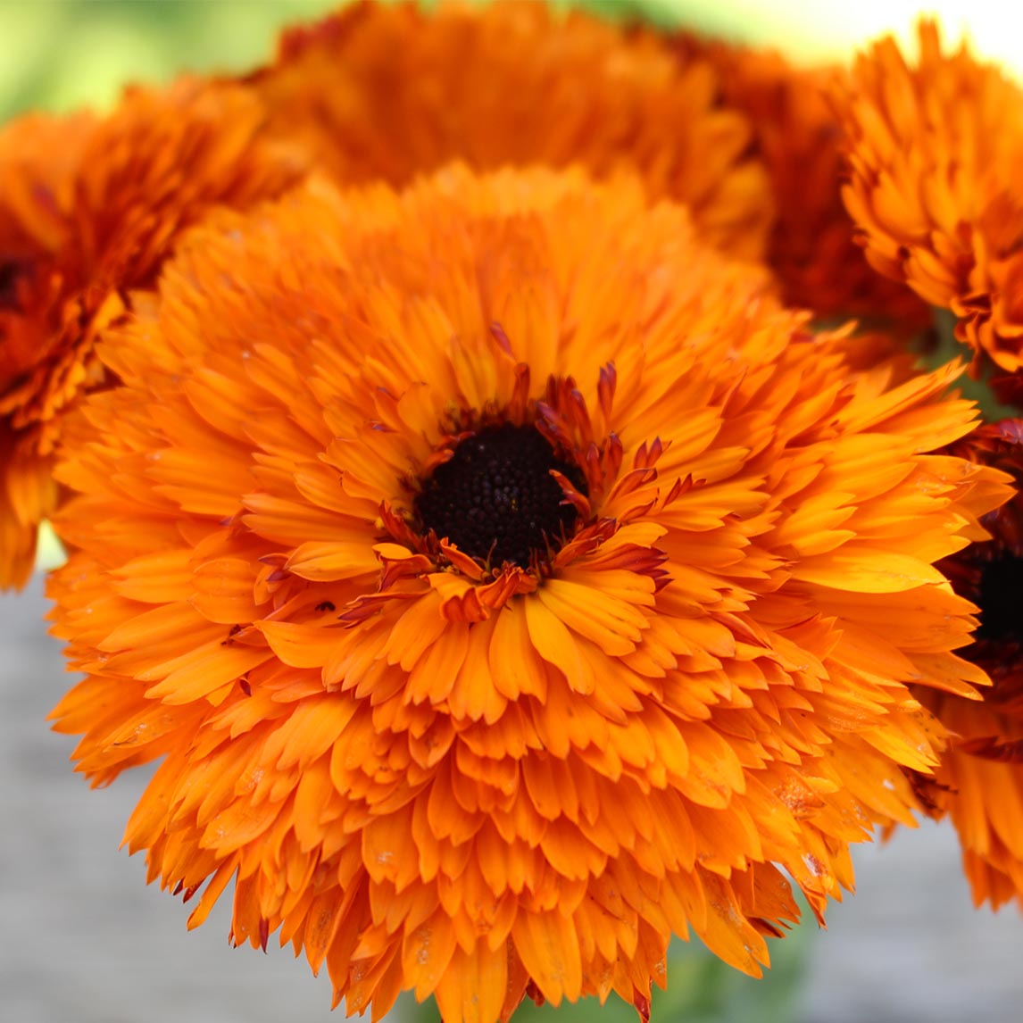 Calendula Double Orange – 30+ Seeds