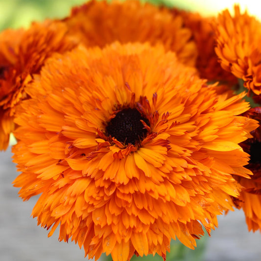 Calendula Double Orange – 30+ Seeds