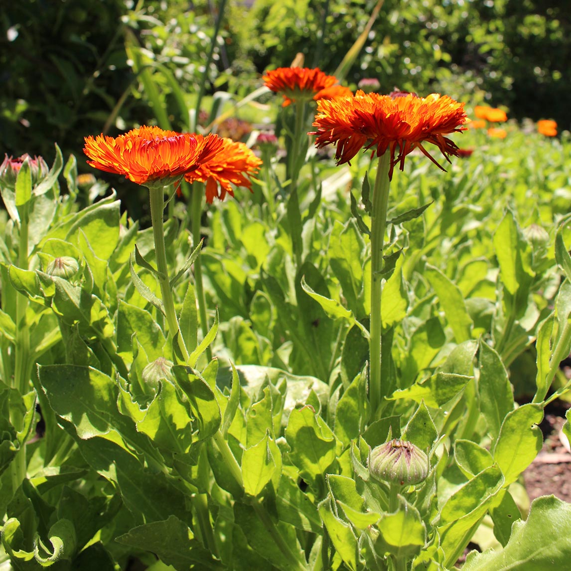 Calendula Double Orange – 30+ Seeds