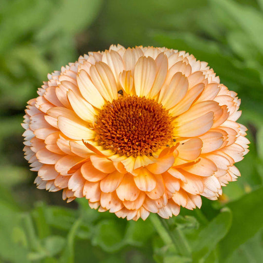 Close-up of a Calendula peach-colored flower with a brown center against a green background