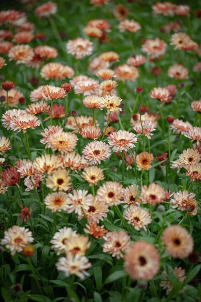 Calendula Sunset Buff – 20+ Seeds (WINTER)-Moji Mall