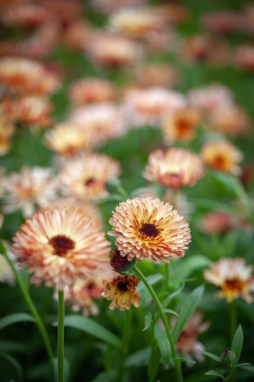 Calendula Sunset Buff – 20+ Seeds (WINTER)-Moji Mall