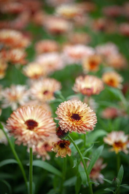 Calendula Sunset Buff – 20+ Seeds (WINTER)-Moji Mall
