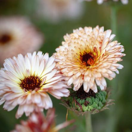 Calendula Sunset Buff – 20+ Seeds