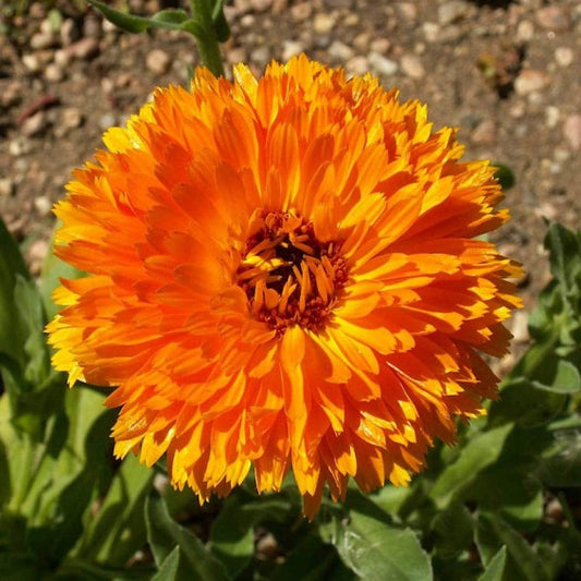 Calendula Double Orange – 30+ Seeds