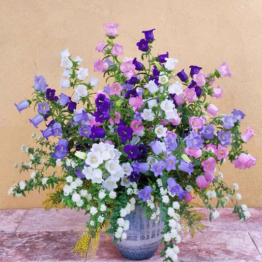 Bouquet of multicolored Campanula Grandiflora Multicolour flowers in a vase on a wooden surface with a beige background