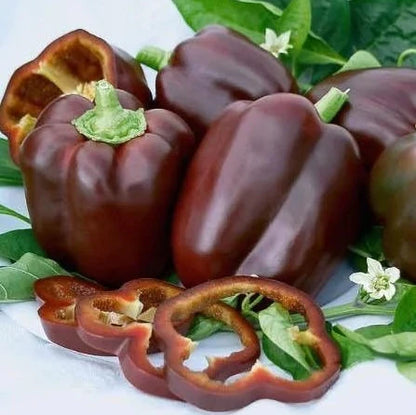 Capsicum (Shimla Mirch) - Chocolate - F1 Hybrid Seeds