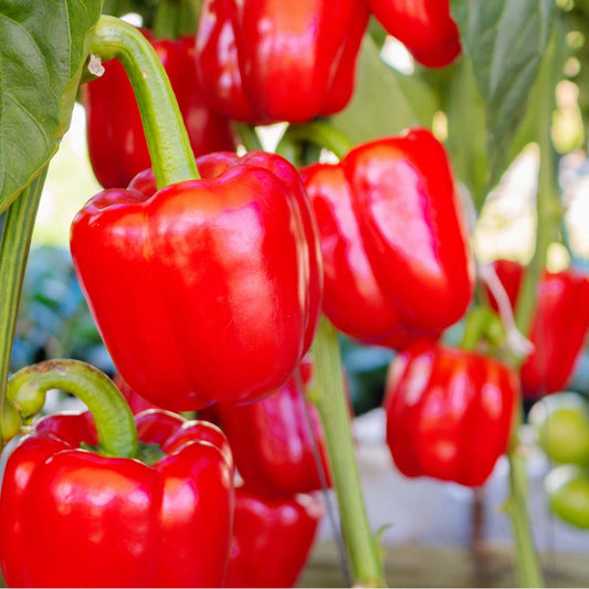 Capsicum Red F1 - 25+ Seeds