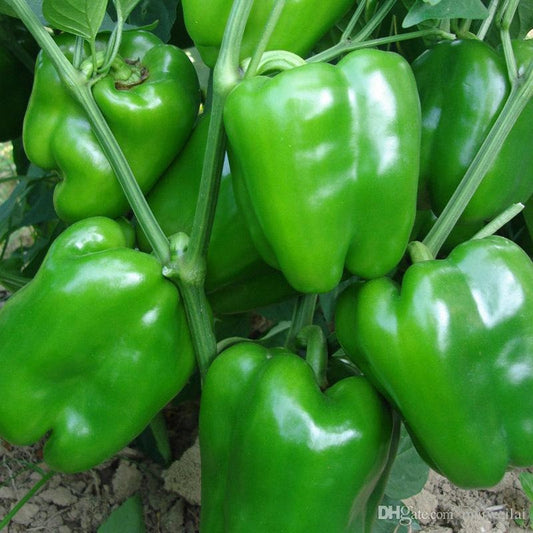 Capsicum (Shimla Mirch) - Green - F1 Hybrid - 25+ Seeds