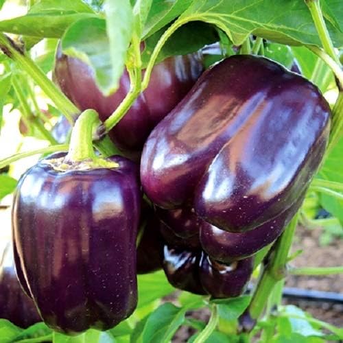 Capsicum Purple (شملہ مرچ) - F1 Hybrid Seeds