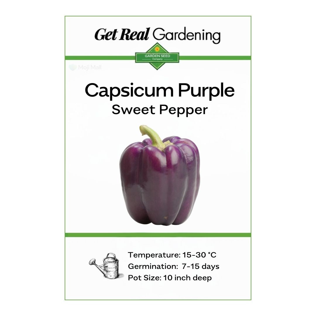 Capsicum Purple – F1 Hybrid 10 Seeds