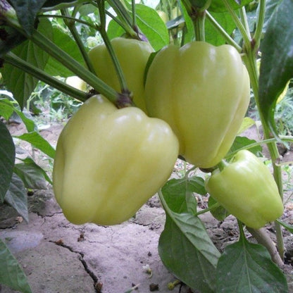 Capsicum White (شملہ مرچ) - F1 Hybrid Seeds