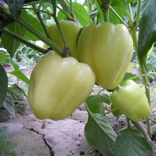 Capsicum White (شملہ مرچ) - F1 Hybrid Seeds