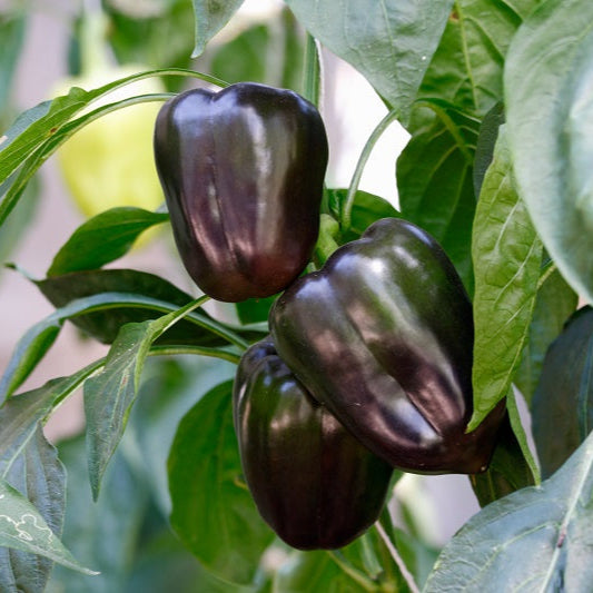 Capsicum Chocolate (شملہ مرچ)  - F1 Hybrid Seeds