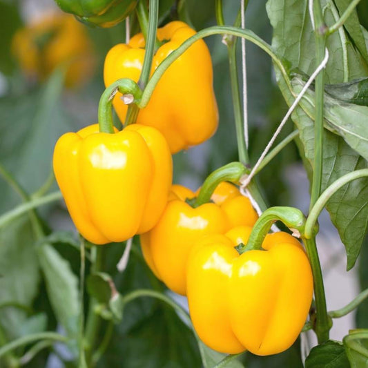 Capsicum (Shimla Mirch, شملہ مرچ) - Yellow F1 - Seeds