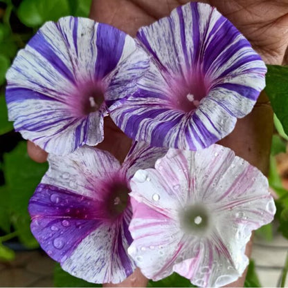 Morning Glory (Carnevale di Venezia) - Seeds