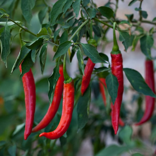 Cayenne Pepper - Seeds