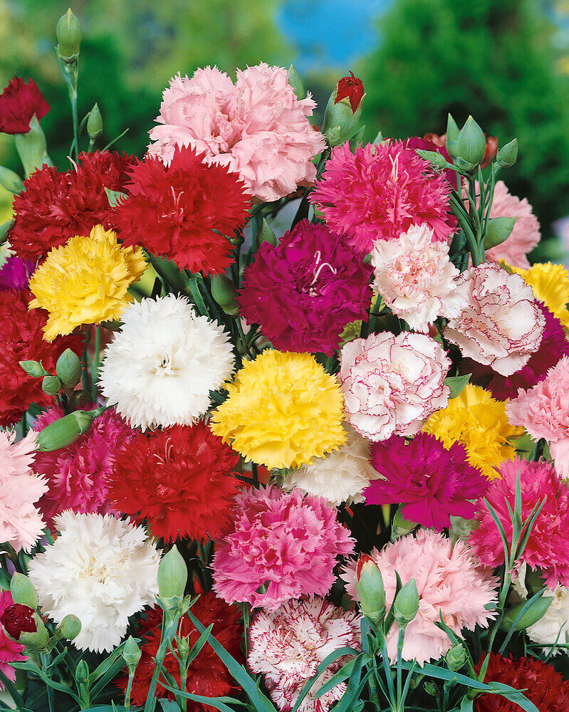 Carnation (گل لہمی) – 50+ Seeds