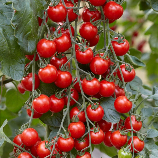 Cherry Tomato - Red - Seeds