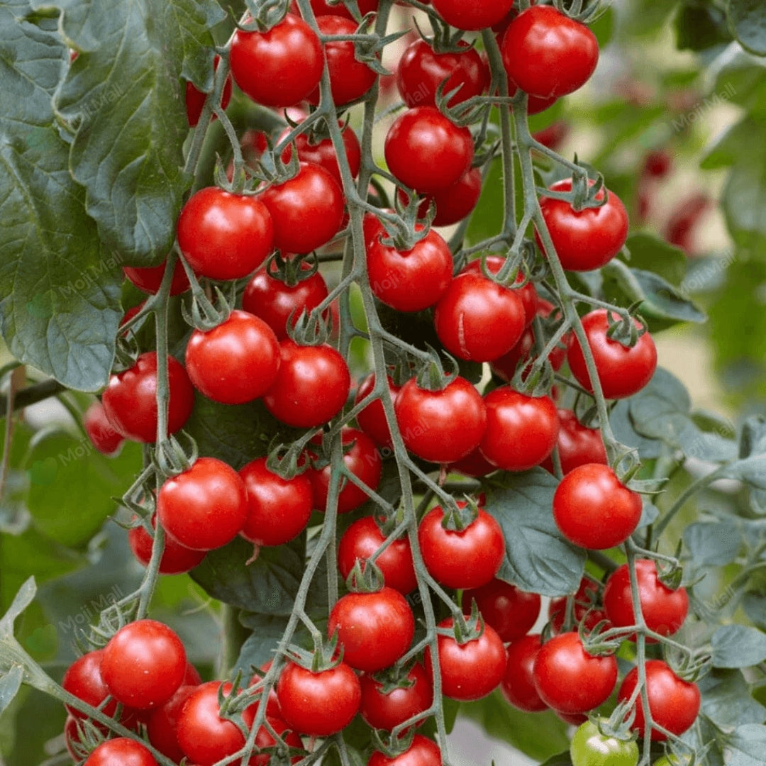 Tomato Cherry – Red Seeds-Moji Mall