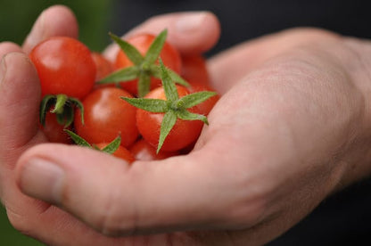 A close-up of a person's hands holding a small cluster of ripe red cherry tomatoes with green stems against a dark, blurred background.