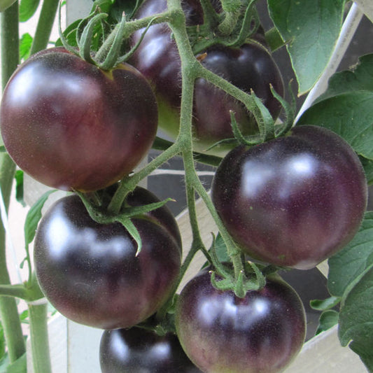 Tomato (Tamatar) Cherry - Purple - Seeds