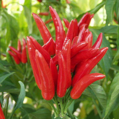 Chilli (Lal Mirch, سرخ مرچ) - Red - F1 Hybrid Seeds