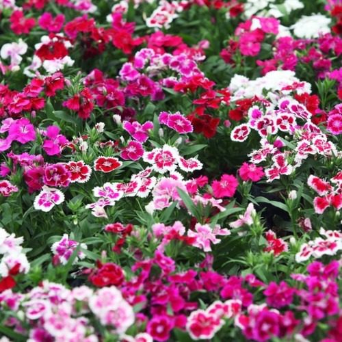 Dianthus Chinensis Mix - Seeds