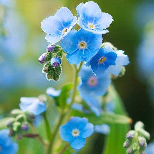 Close-up of blue flowers forget-me-not with a blurred green background