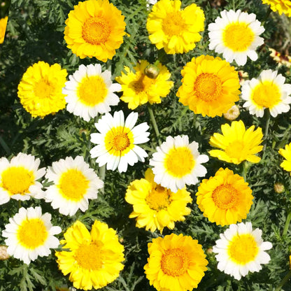 Chrysanthemum (گل داؤدی) Double – 35+ Seeds