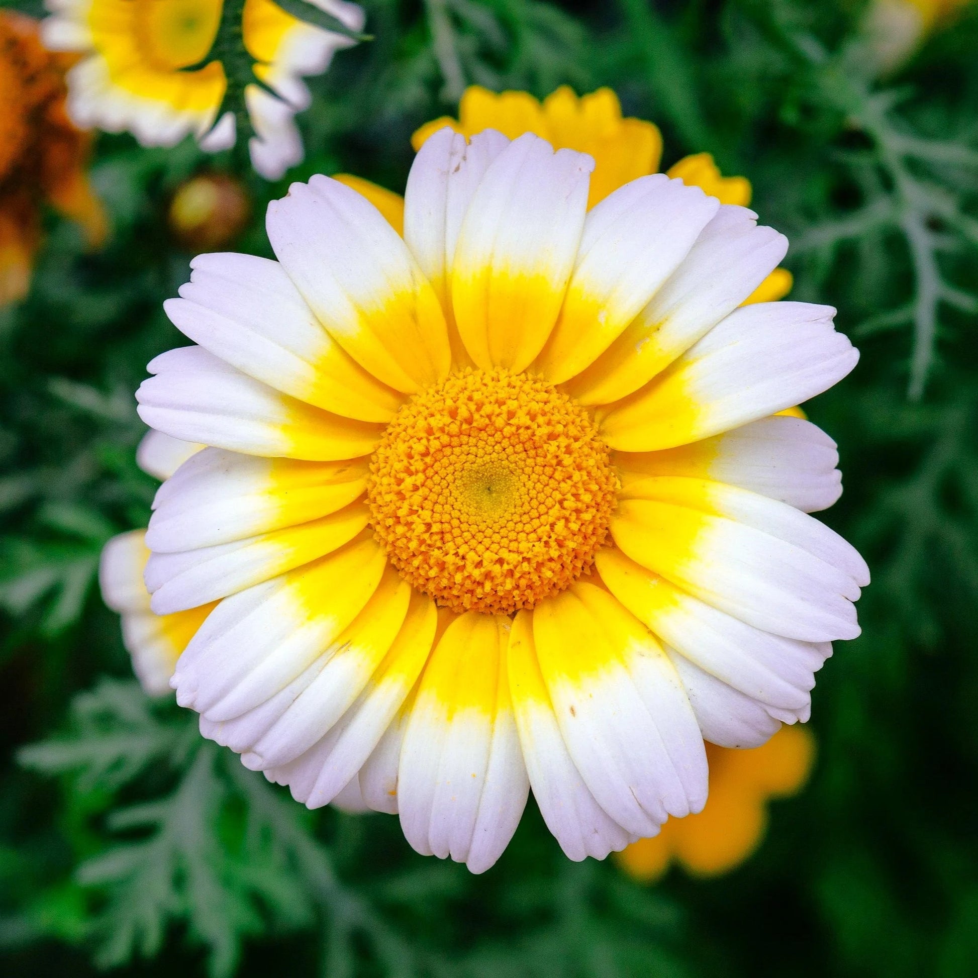 Close-up of a Chrysanthemum double flower