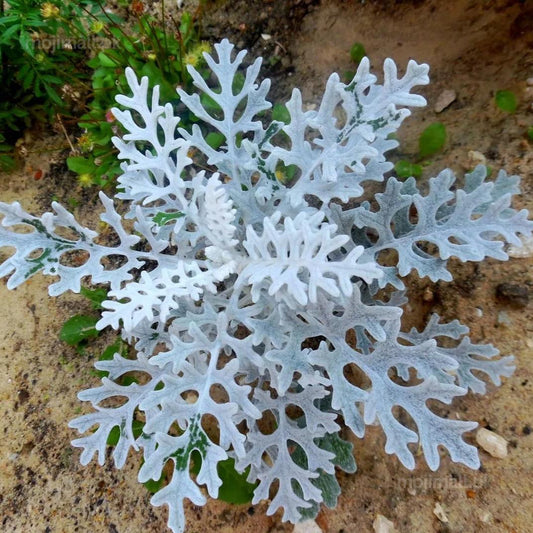 Silverdust – Seeds-Moji Mall