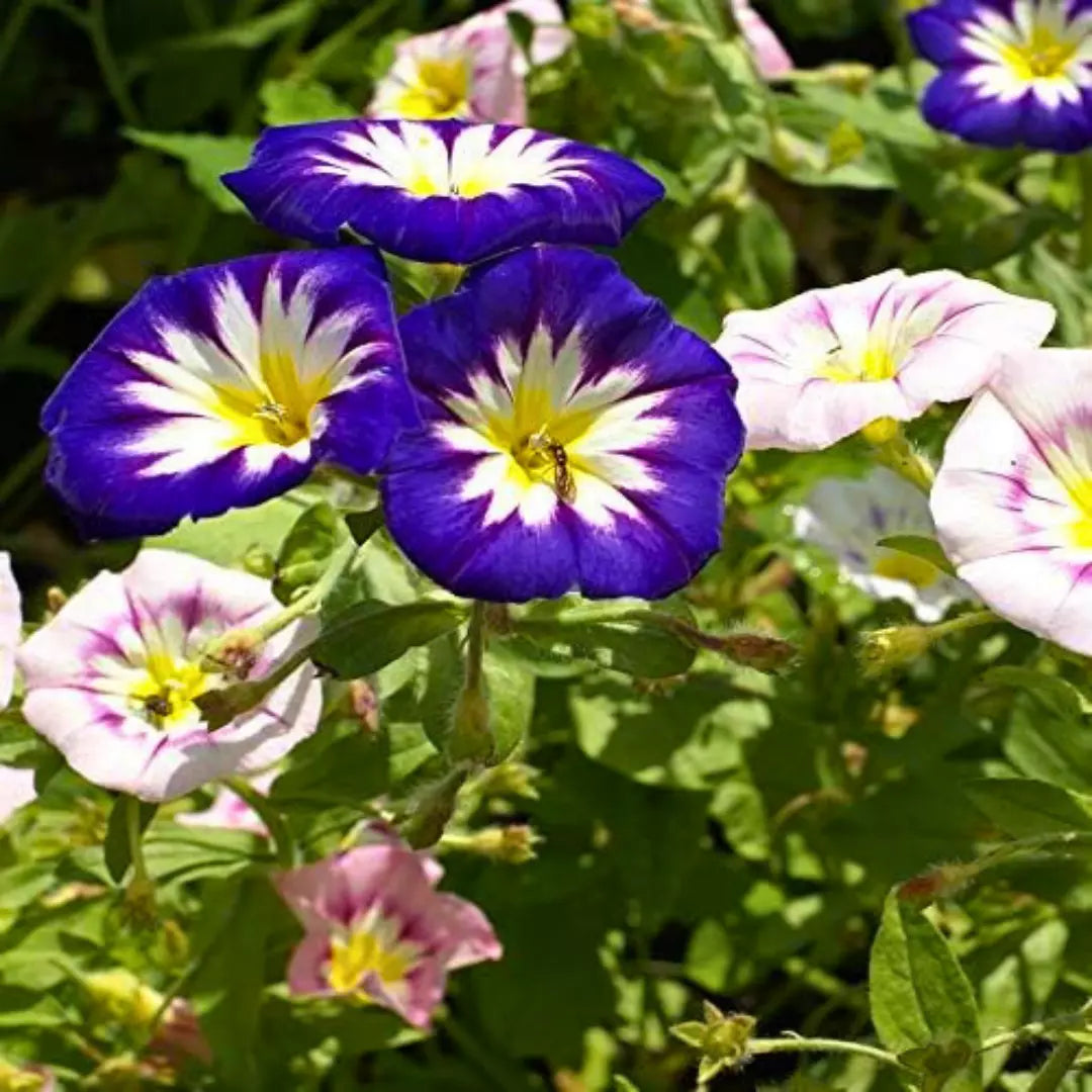 Convolvulus Minor Tricolour - 50+ Seeds