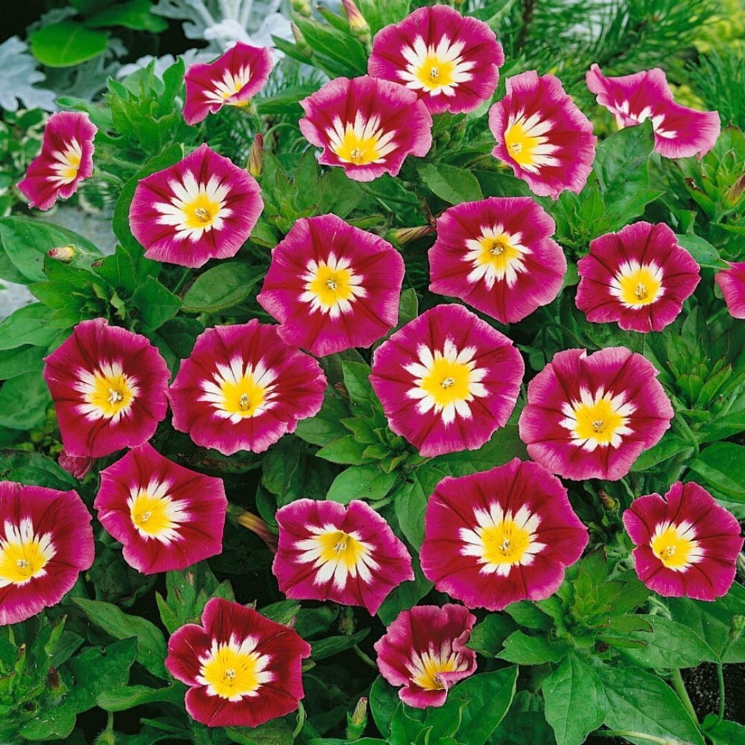 Convolvulus tricolor minor Red Ensign – 30+ Seeds-Moji Mall