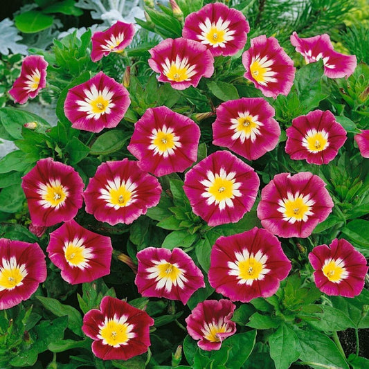 Convolvulus tricolor minor Red Ensign – 30+ Seeds
