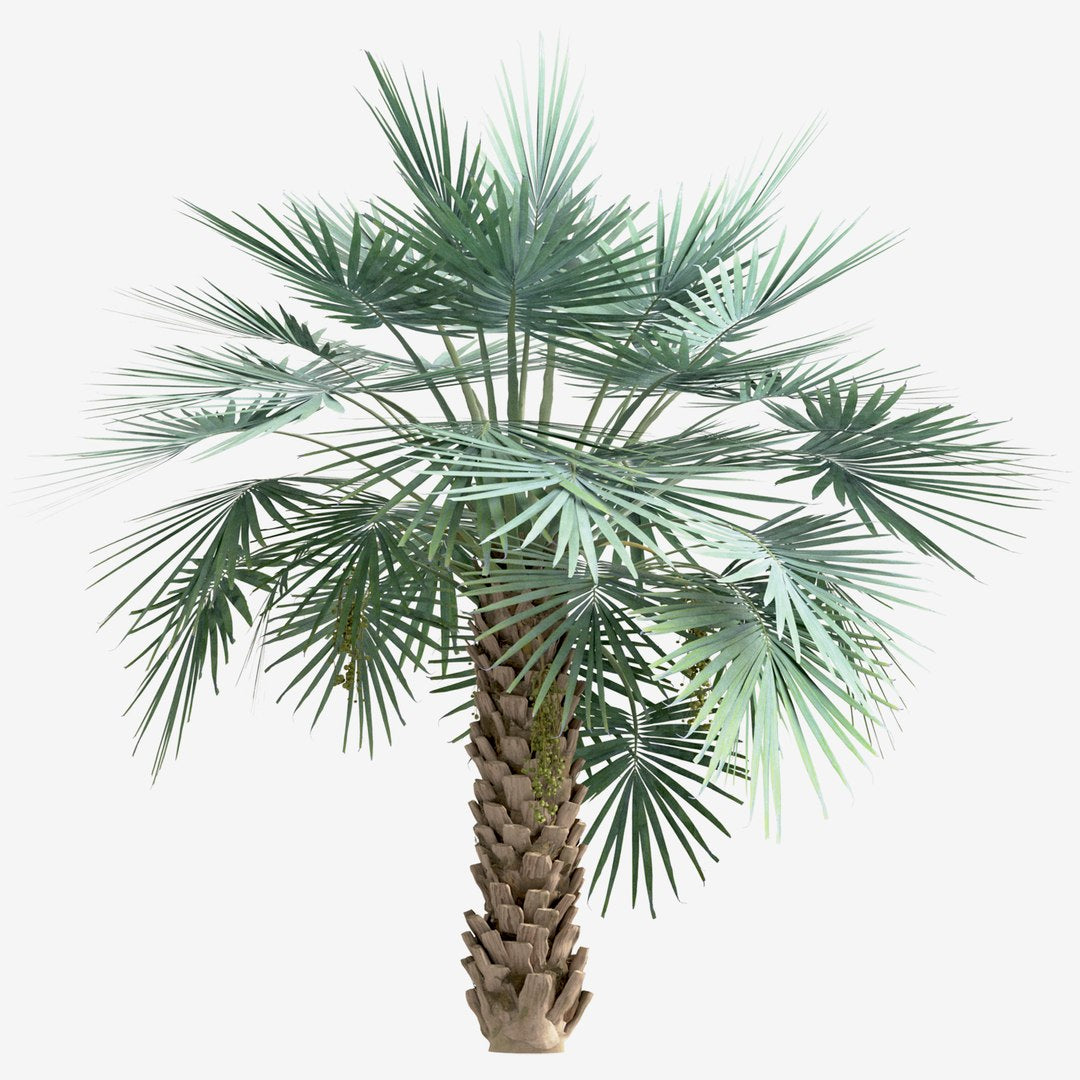 Copernicia palm – 15+ Tree Seeds