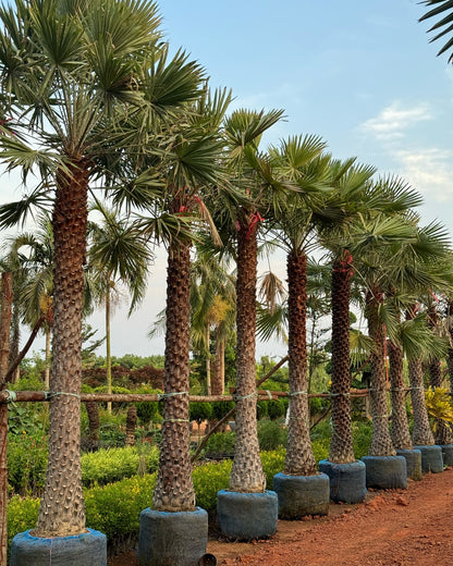 Copernicia palm – 15+ Tree Seeds