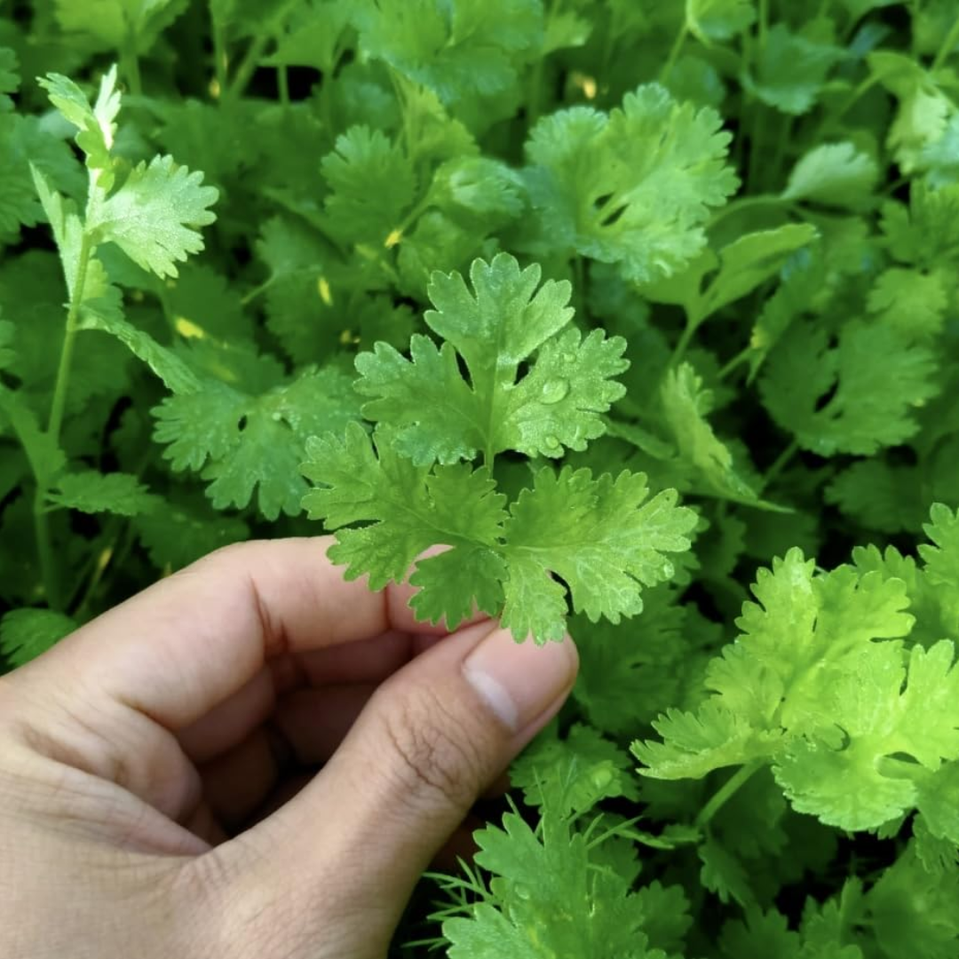 Coriander - F1 Hybrid Seeds