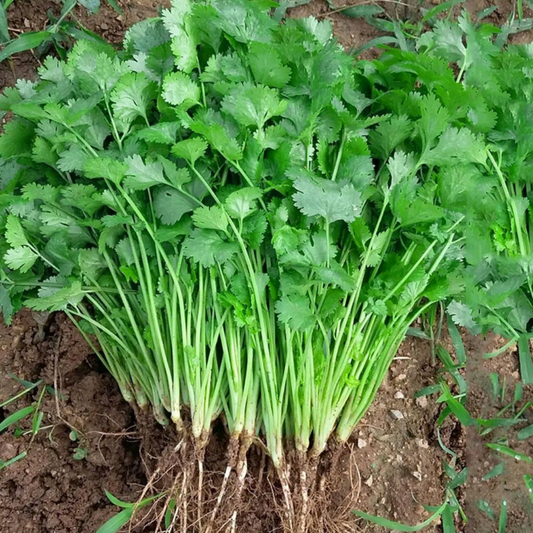 Coriander Seeds