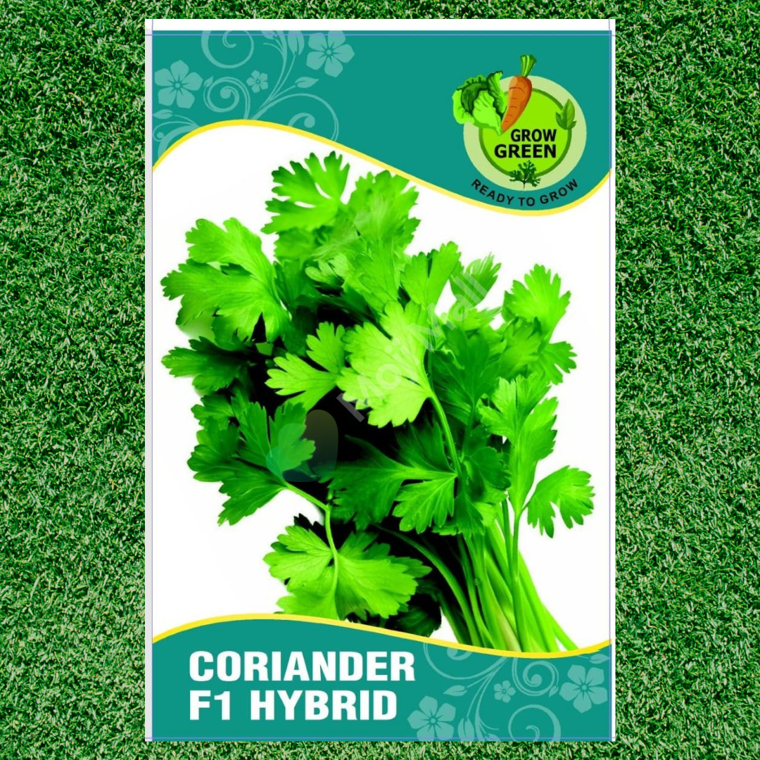 Coriander (Dhaniya, دھنیا) - F1 Hybrid - 450+ Seeds