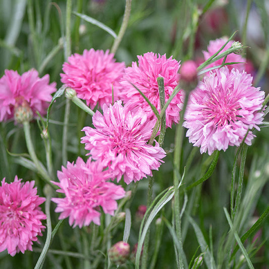 Cornflower - Tall Pink - Seeds