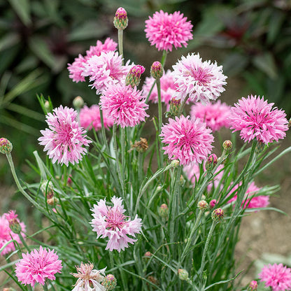 Cornflower - Tall Pink - Seeds