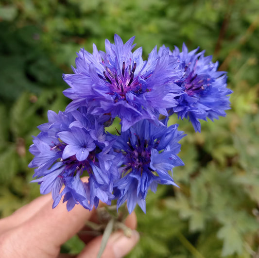 Cornflower - Centaurea Cyanus - Seeds