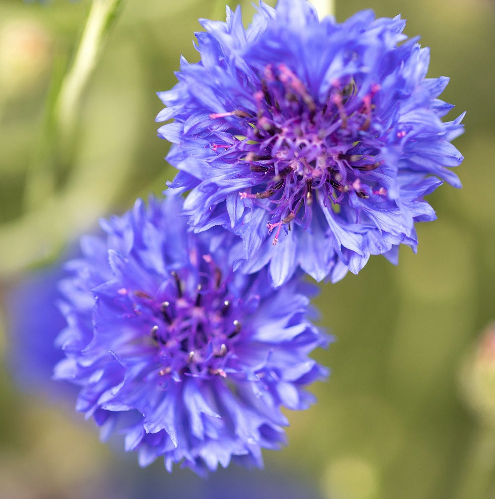 Cornflower - Centaurea Cyanus - Seeds