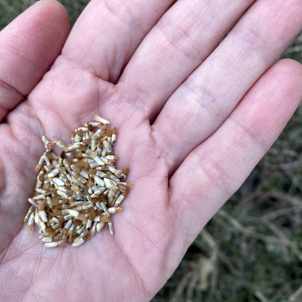 Cornflower Mix – 50+ Seeds
