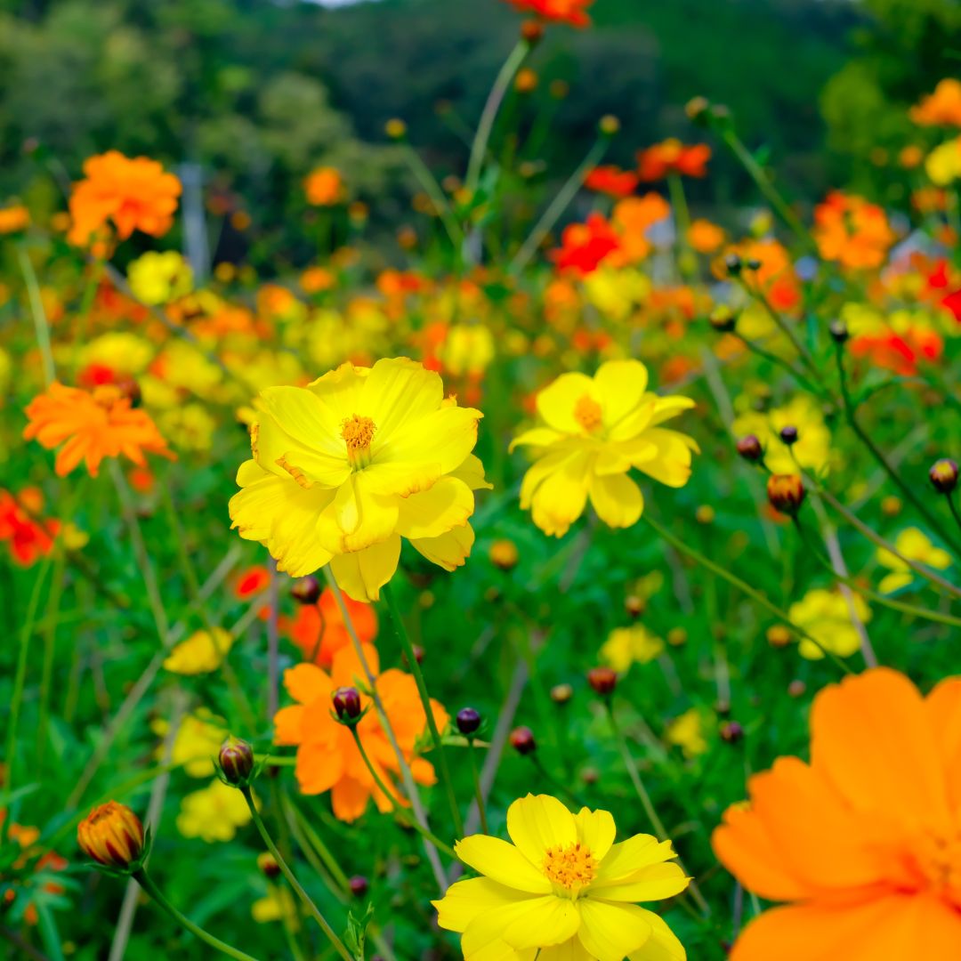 Cosmos Sulphureus Mixed – 25+ Seeds-Moji Mall