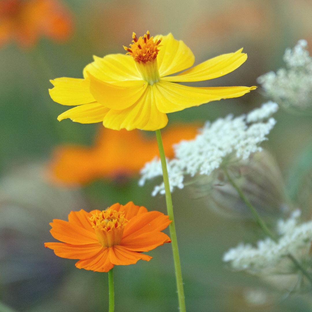Cosmos Sulphureus Mixed – 25+ Seeds-Moji Mall