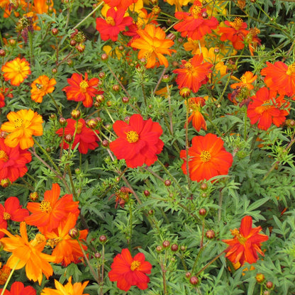 Cosmos Sulphureus Mixed - Seeds